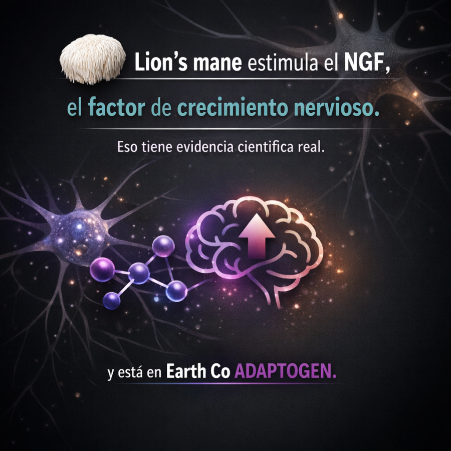 Melena de León: el hongo que estimula el crecimiento neuronal