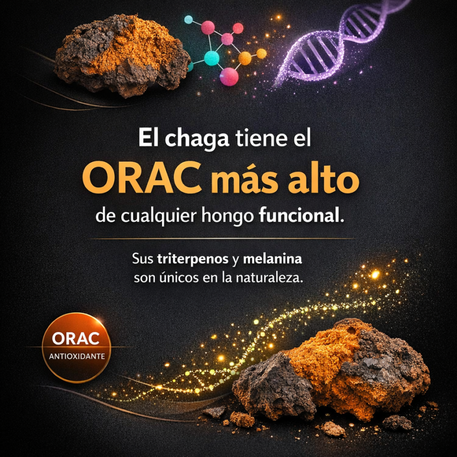 Chaga: el rey de los antioxidantes entre los hongos