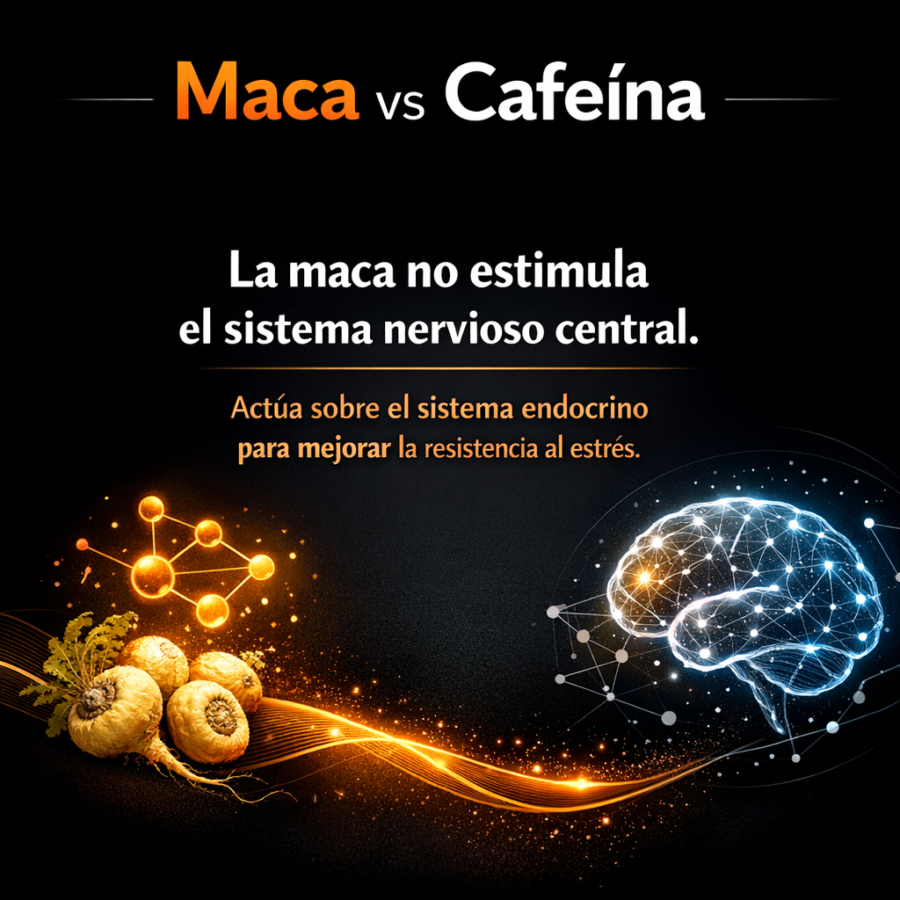 Maca vs cafeína: cuándo necesitas cada una