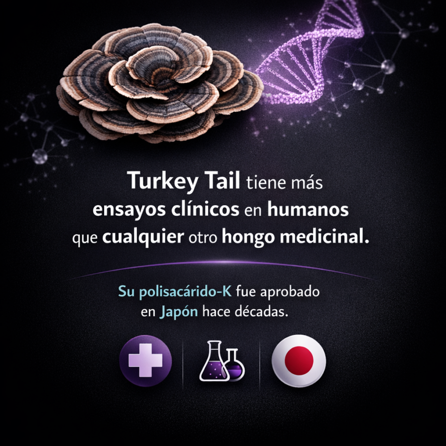 Turkey Tail: el hongo inmunomodulador más estudiado en oncología integrativa