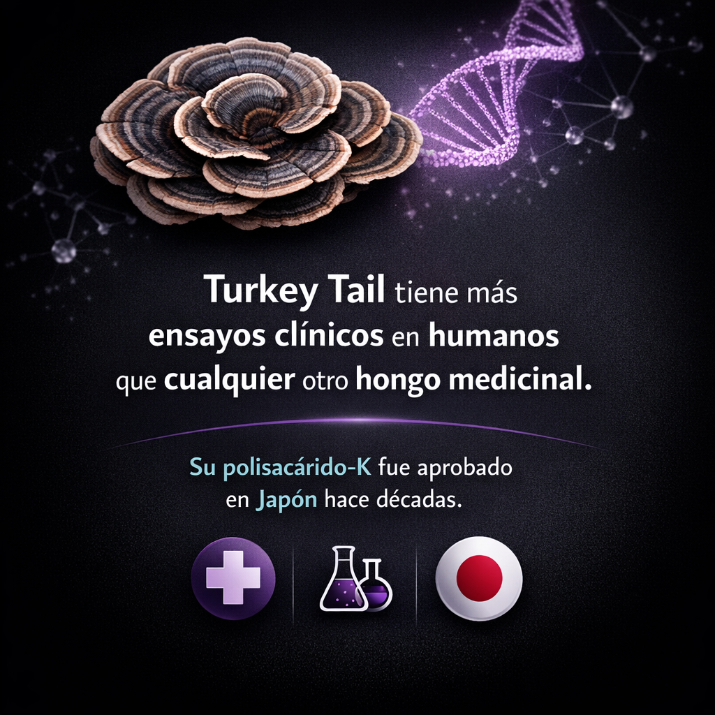 Turkey Tail: el hongo inmunomodulador más estudiado en oncología integrativa