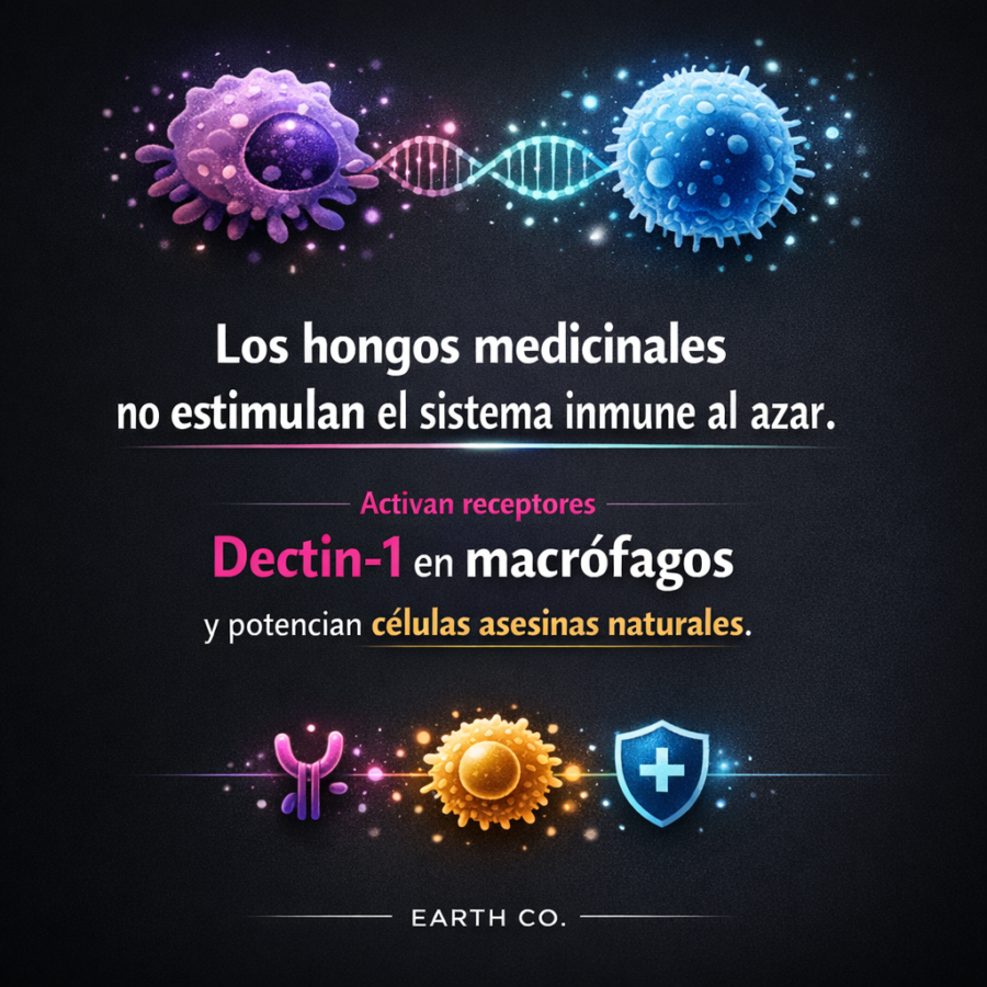 Hongos medicinales y sistema inmune: mecanismo de acción sobre células NK y macrófagos