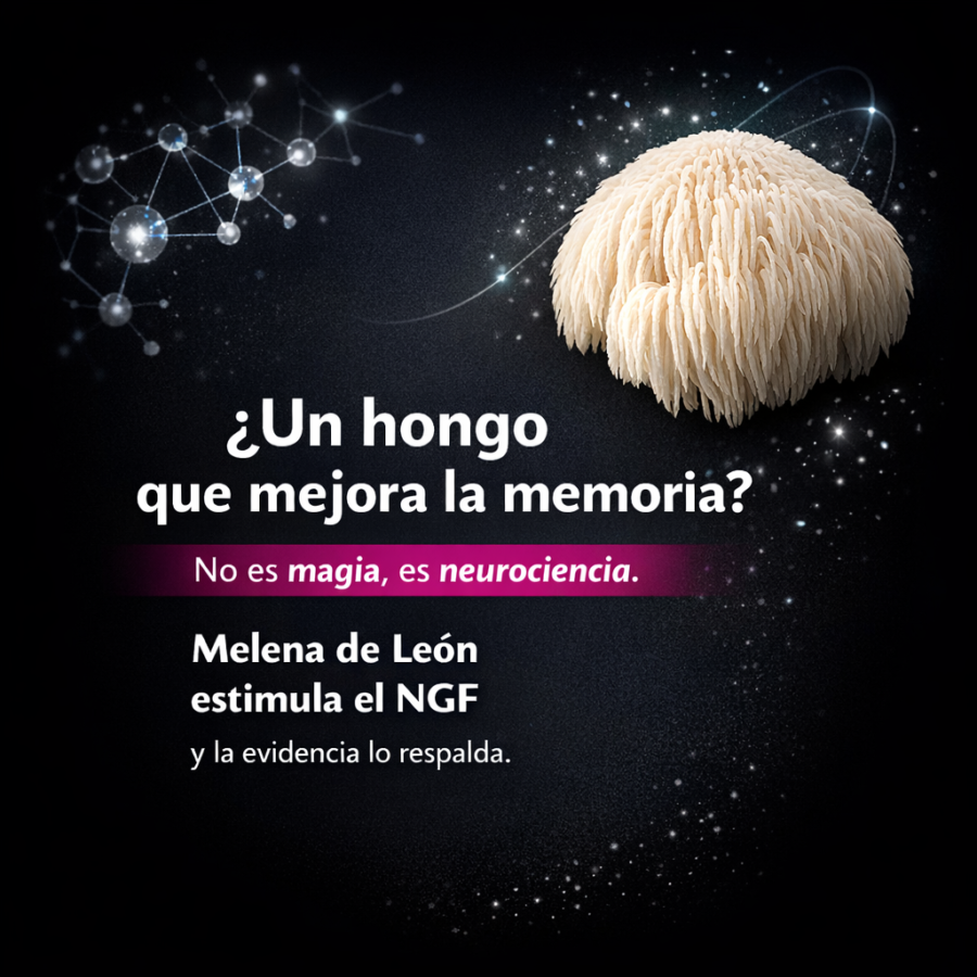 Melena de León: el hongo que estimula el factor de crecimiento nervioso (NGF)