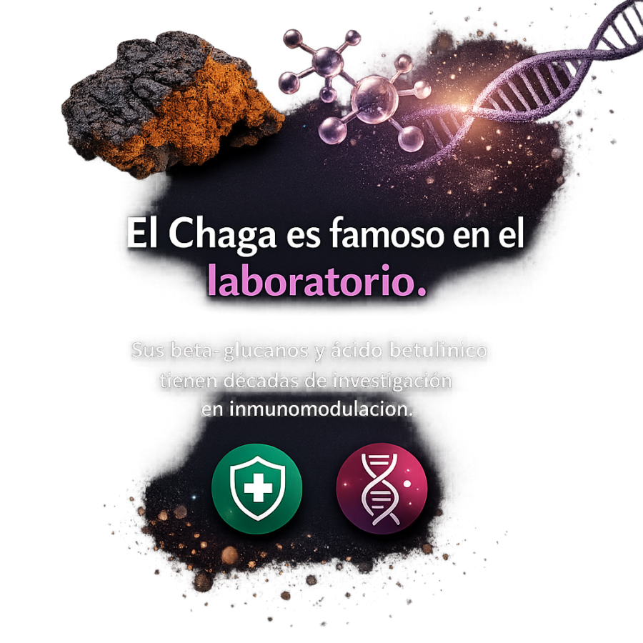 Chaga: el hongo antioxidante que protege tus células del estrés oxidativo